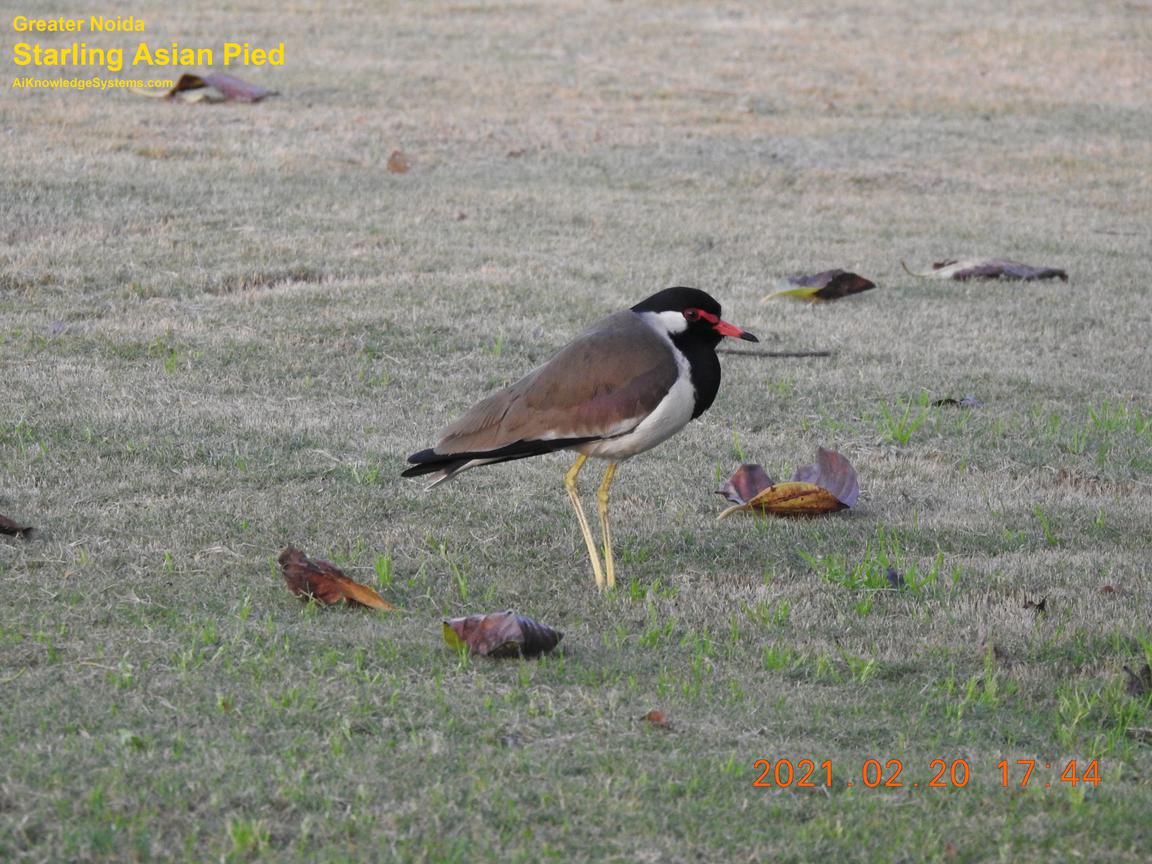 Starling Asian Pied (10) Coming Soon